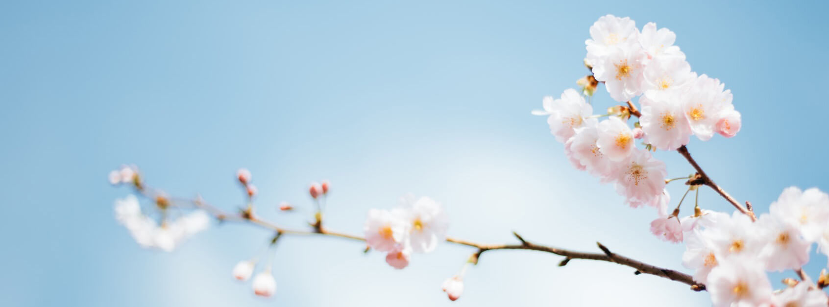 僧芳芳